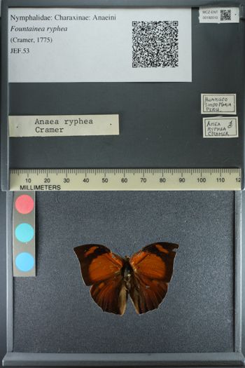 Media type: image;   Entomology 192010